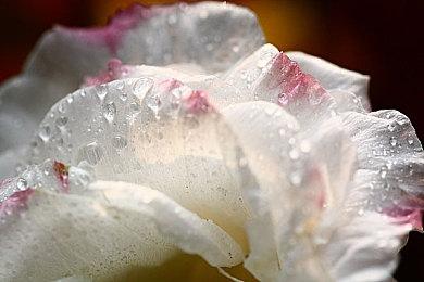 《怪物猎人：崛起》DLC“曙光”添加新“虫技”  还将推出3款Amiibo